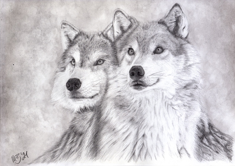 images/galerie-zeichnungen/2wolves.jpg
