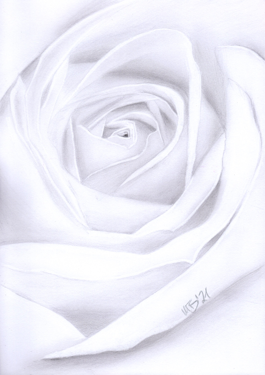 images/galerie-zeichnungen/white-rose.jpg